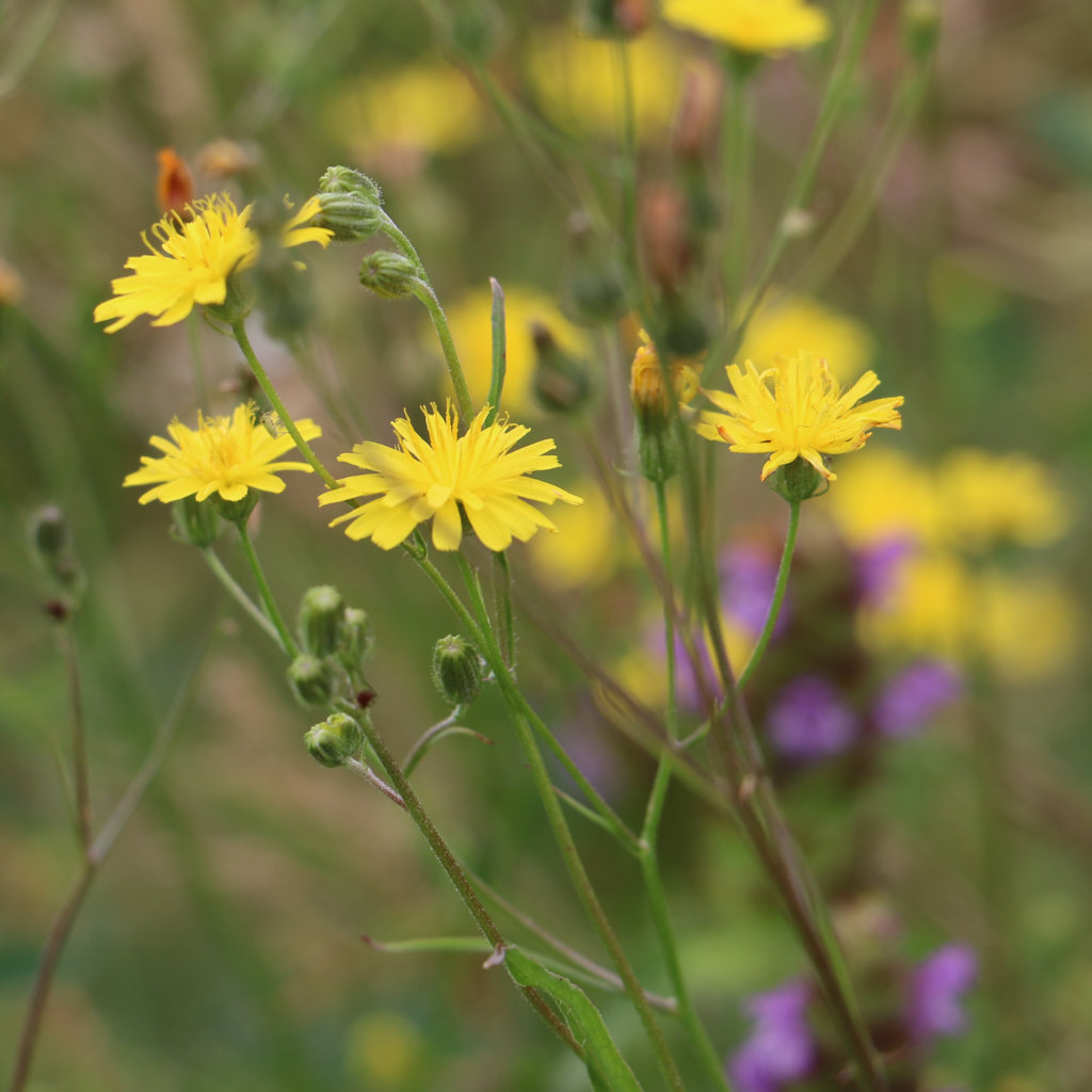 Smooth Hawksbeard