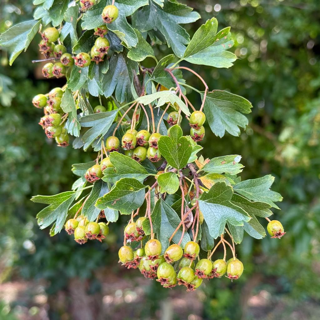 Hawthorn