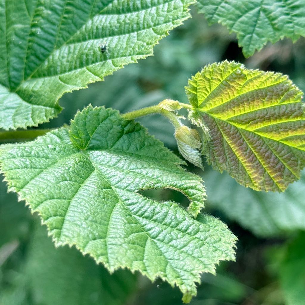 Hazel