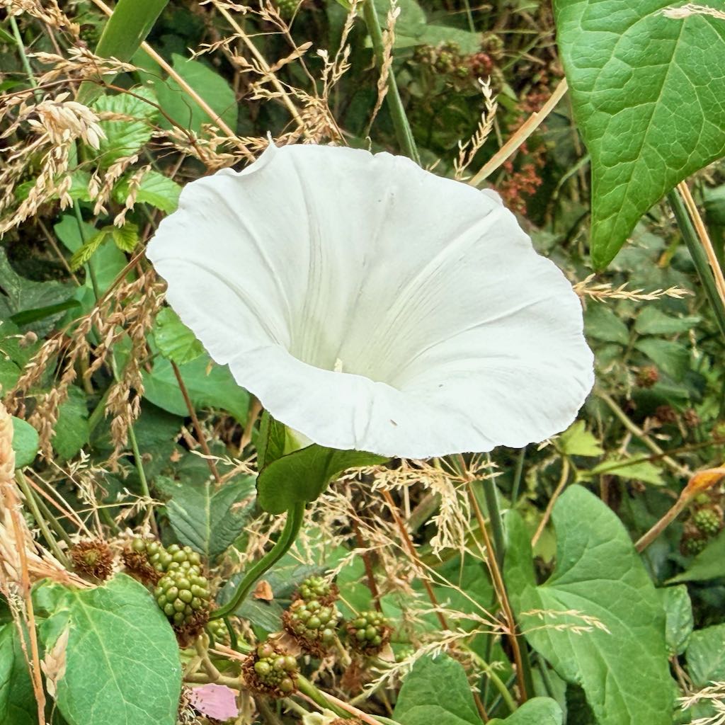 Hedge Bindweed