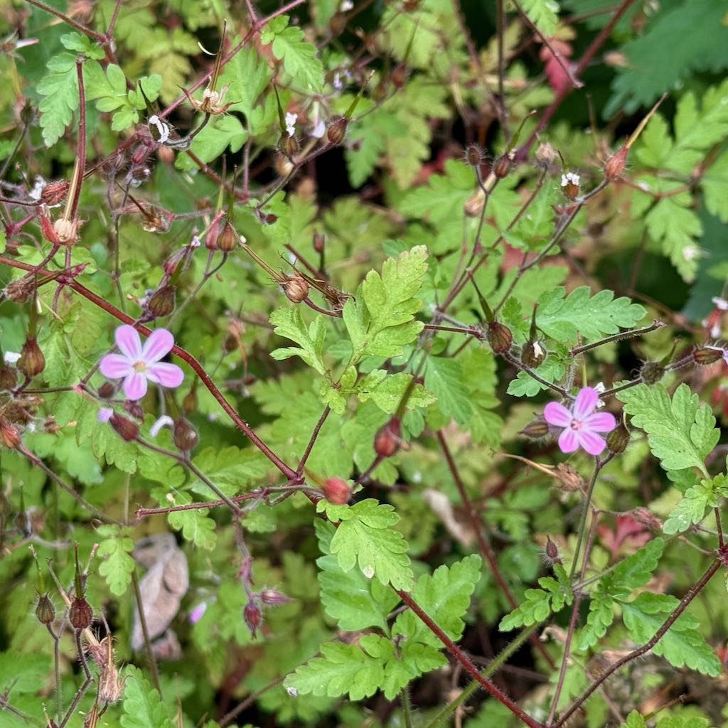 Herb Robert