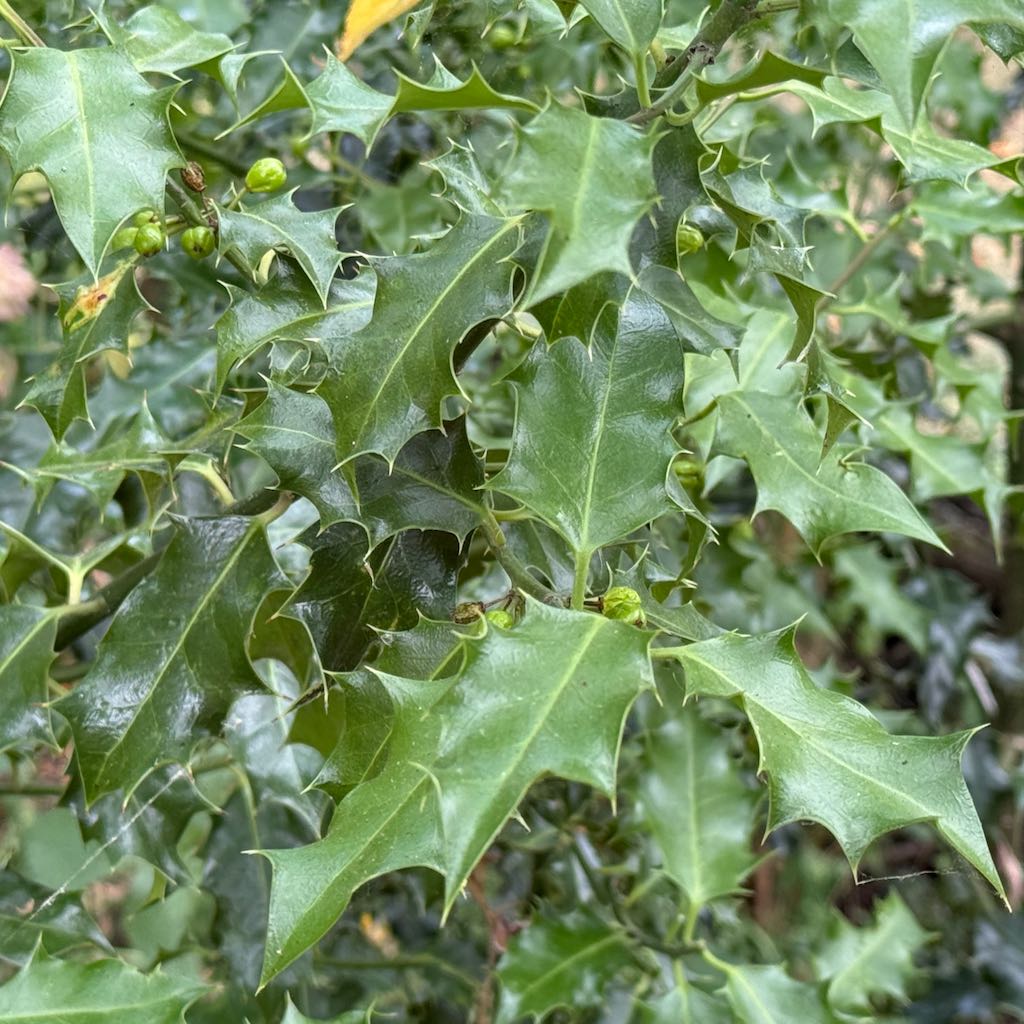 English Holly
