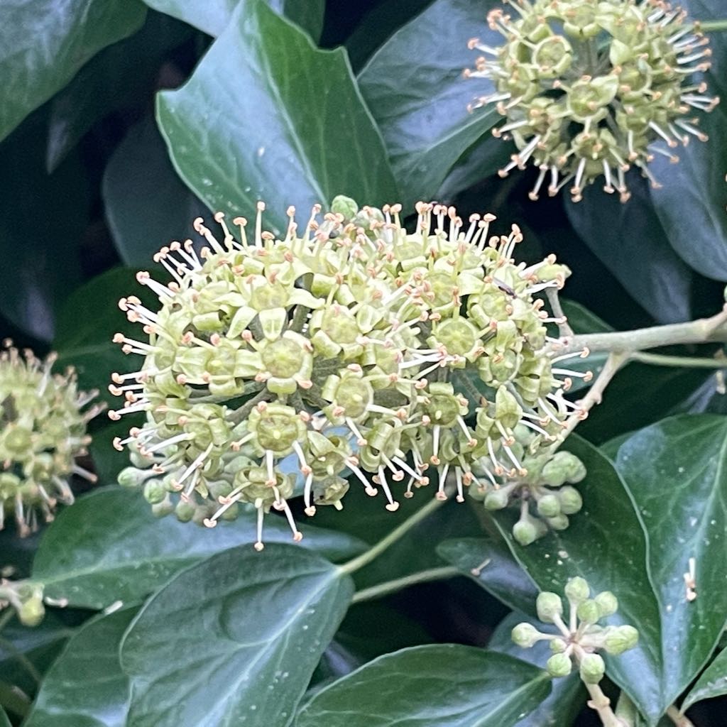 English Ivy