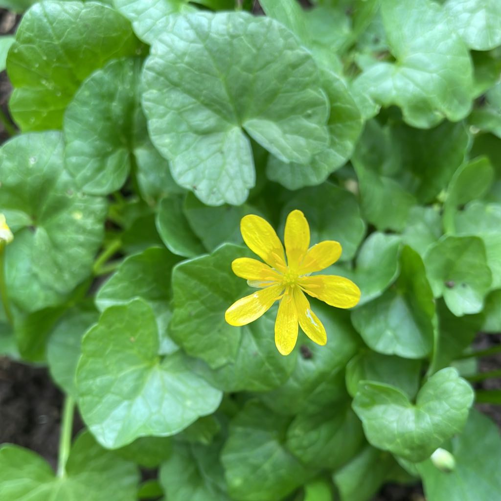 Lesser Celandine