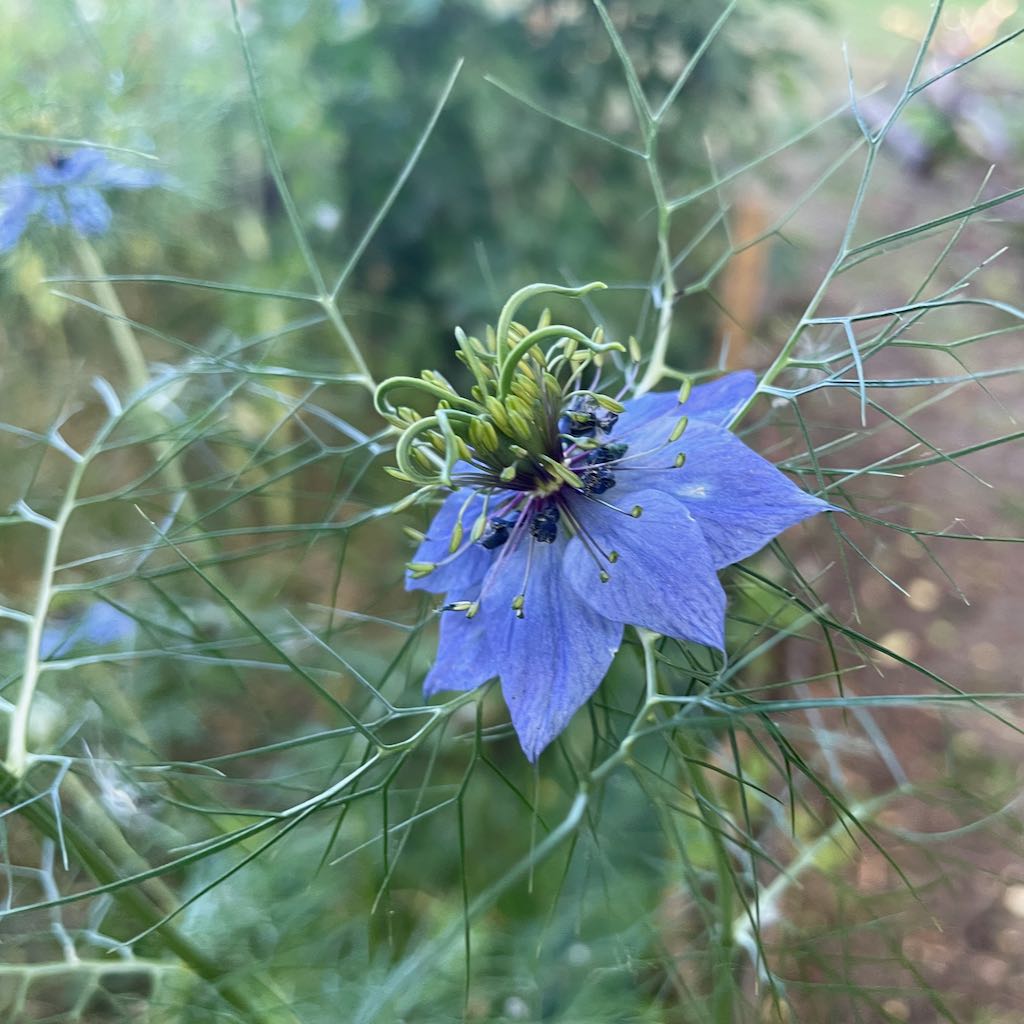 Love-in-a-Mist