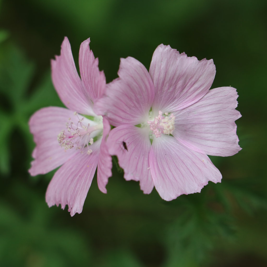 Musk Mallow