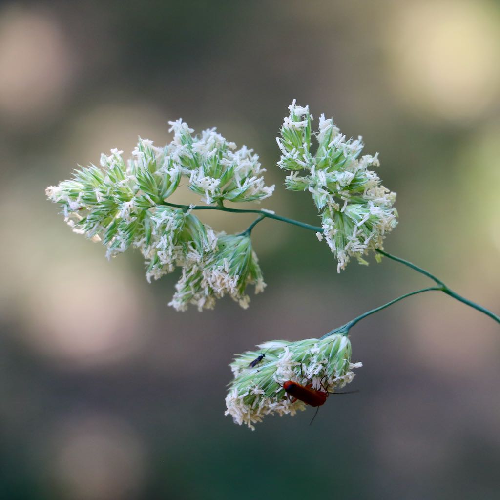 Orchard Grass