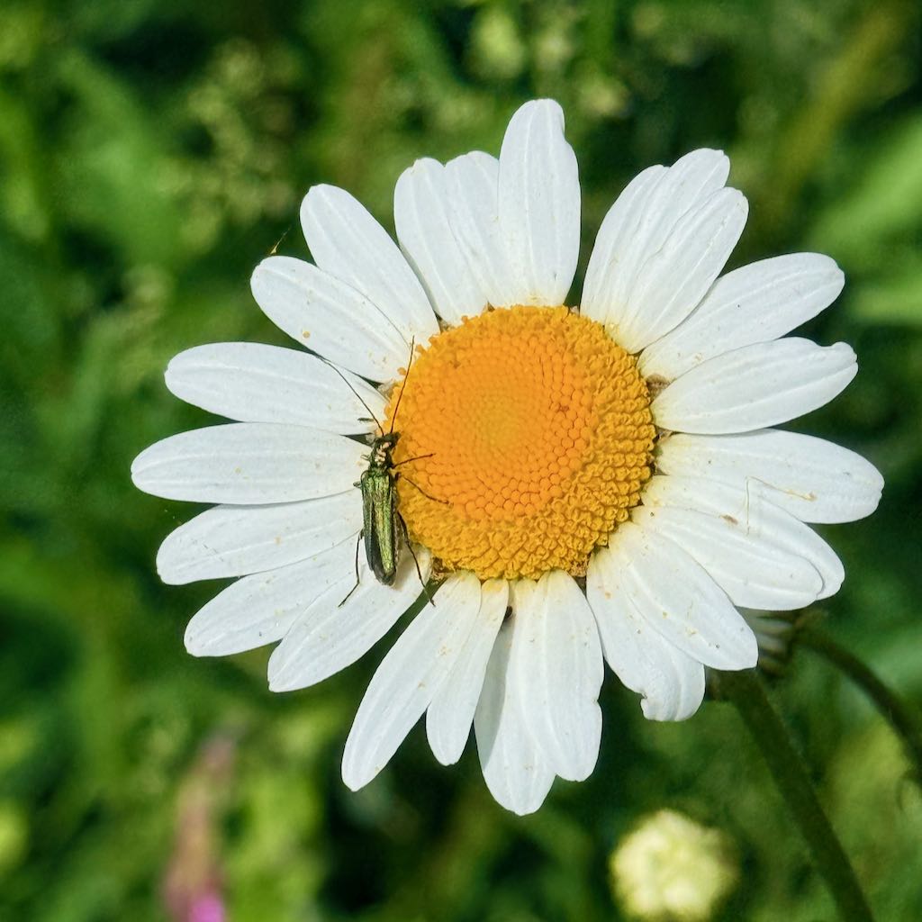 Oxeye Daisy