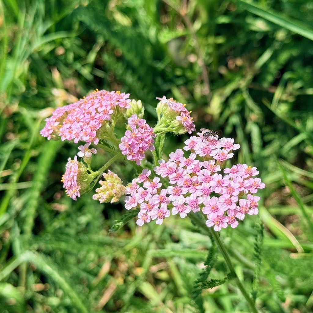 Pink Rose Yarrow