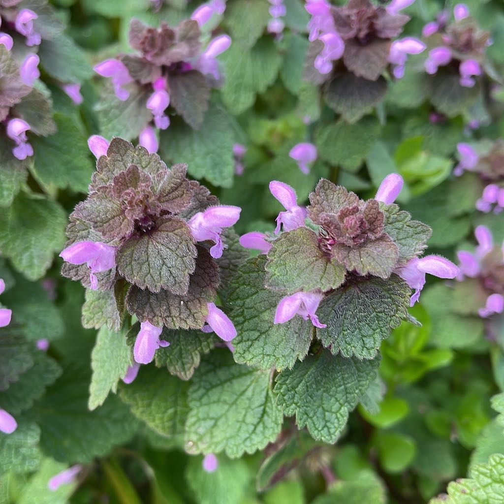 Purple Deadnettle
