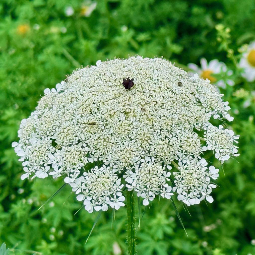 Queen Anne’s Lace