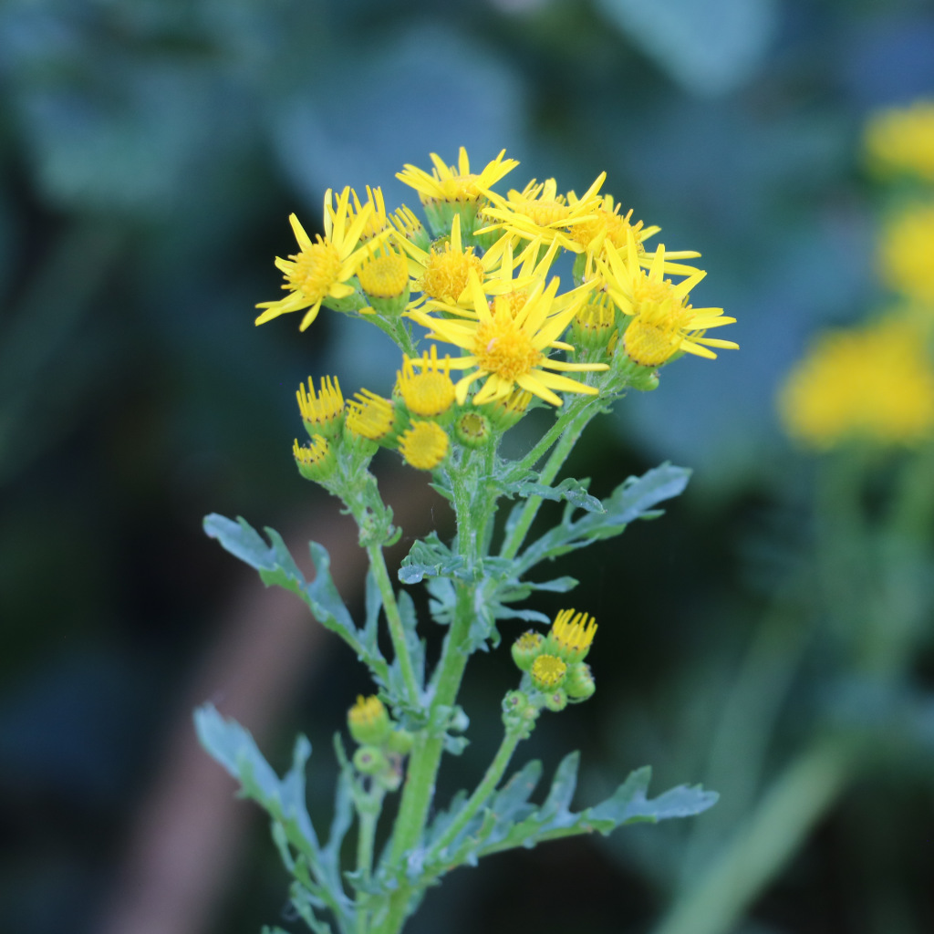 Ragwort