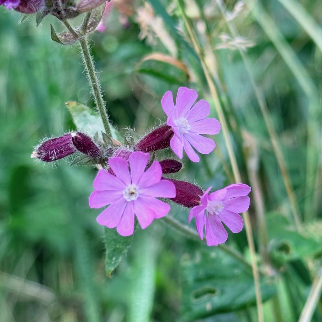 Red Campion