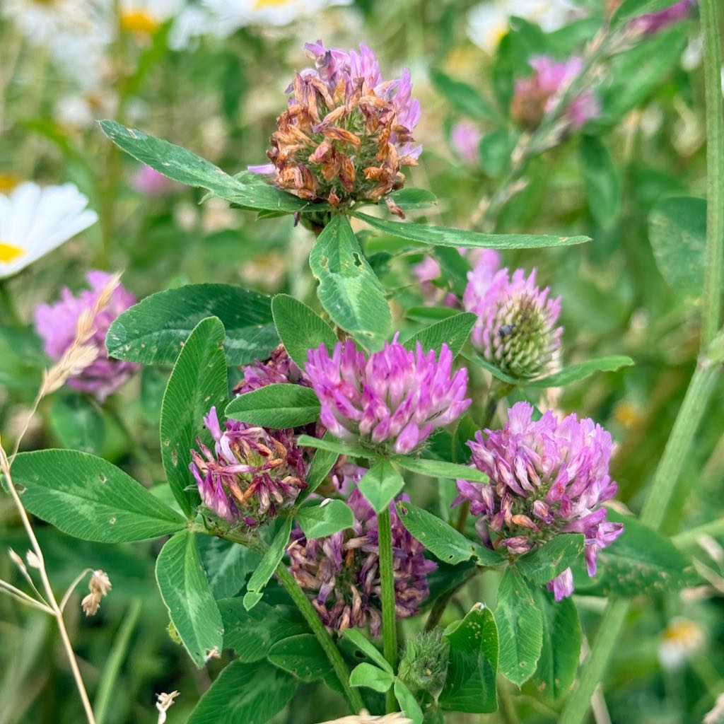 Red Clover