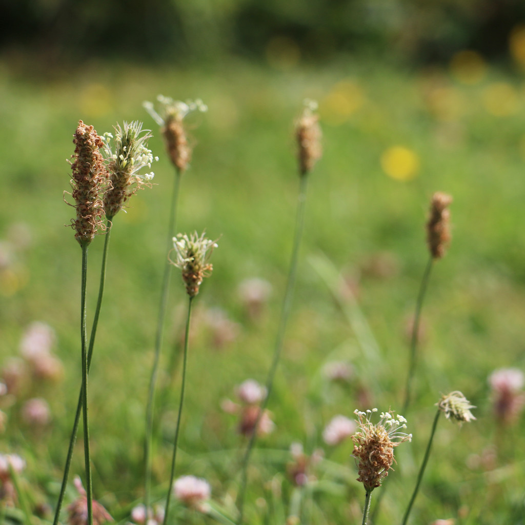 Ribwort Plantain