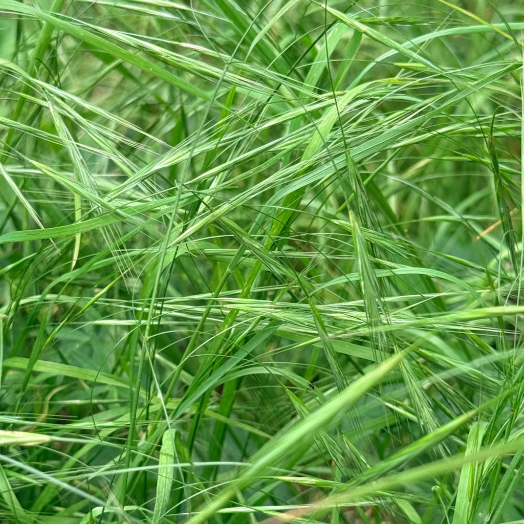 Ripgut Brome