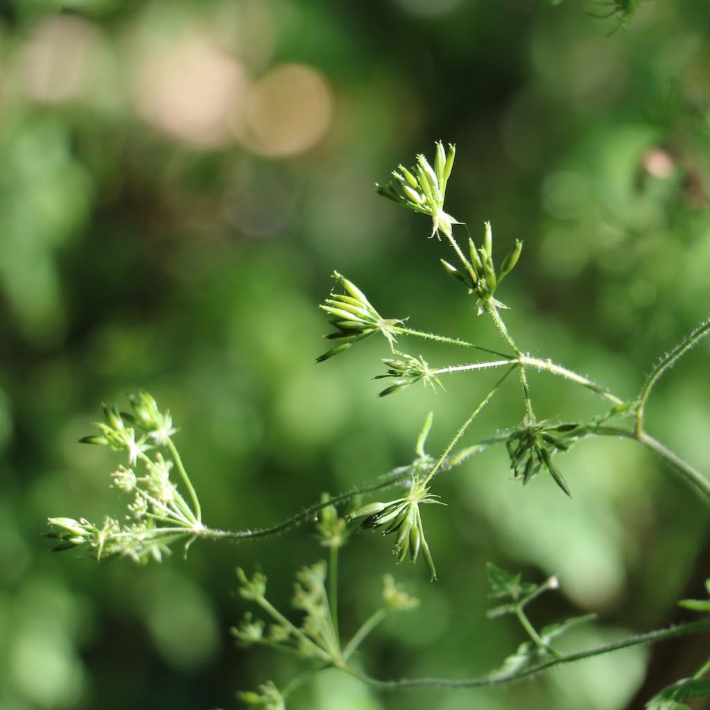 Rough Chervil