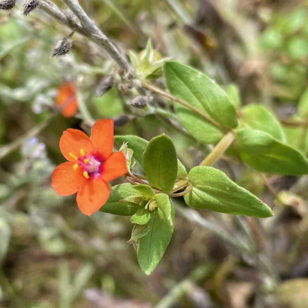 Scarlet Pimpernel