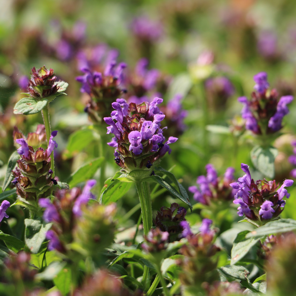 Self Heal