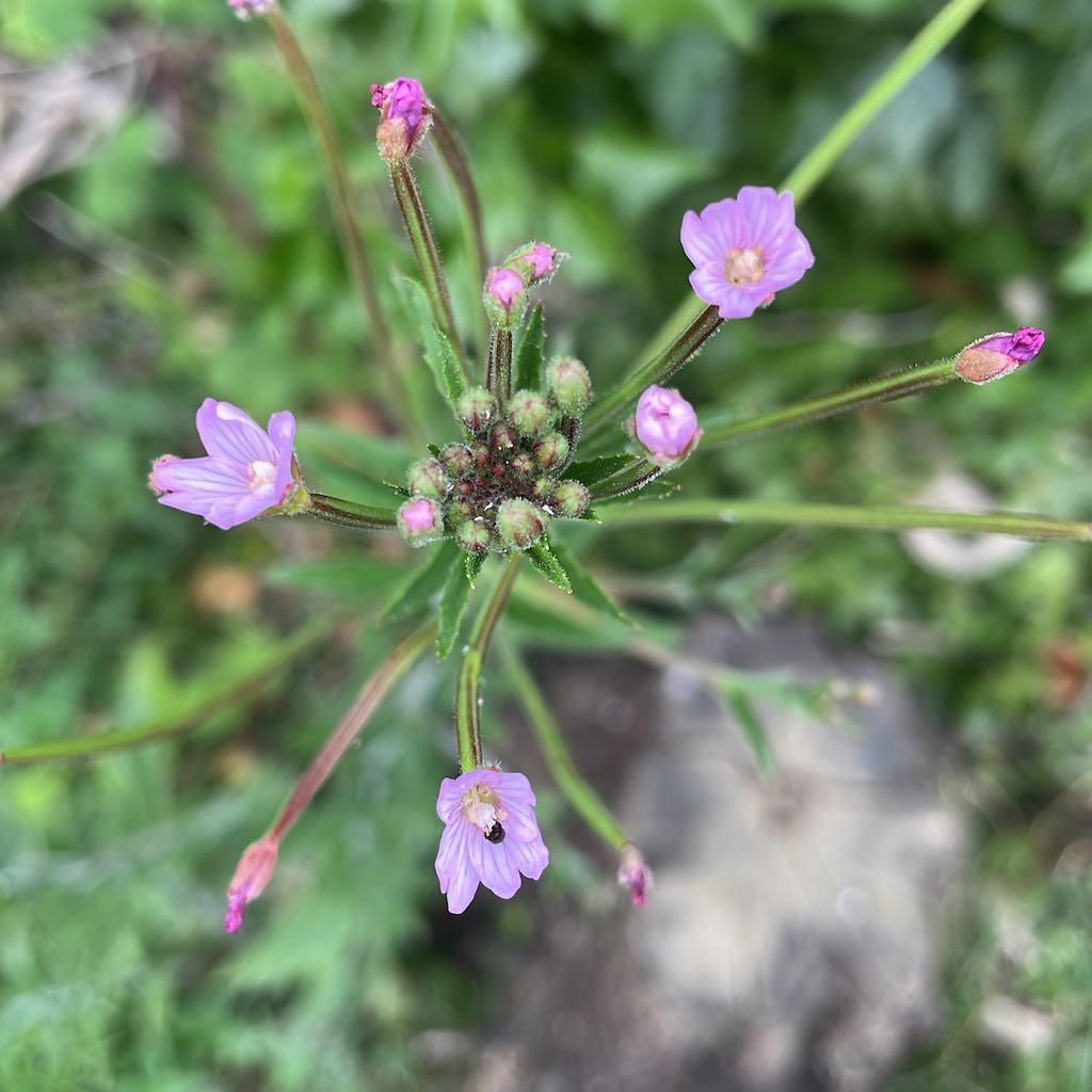 Smallflower Hairy Willowherb