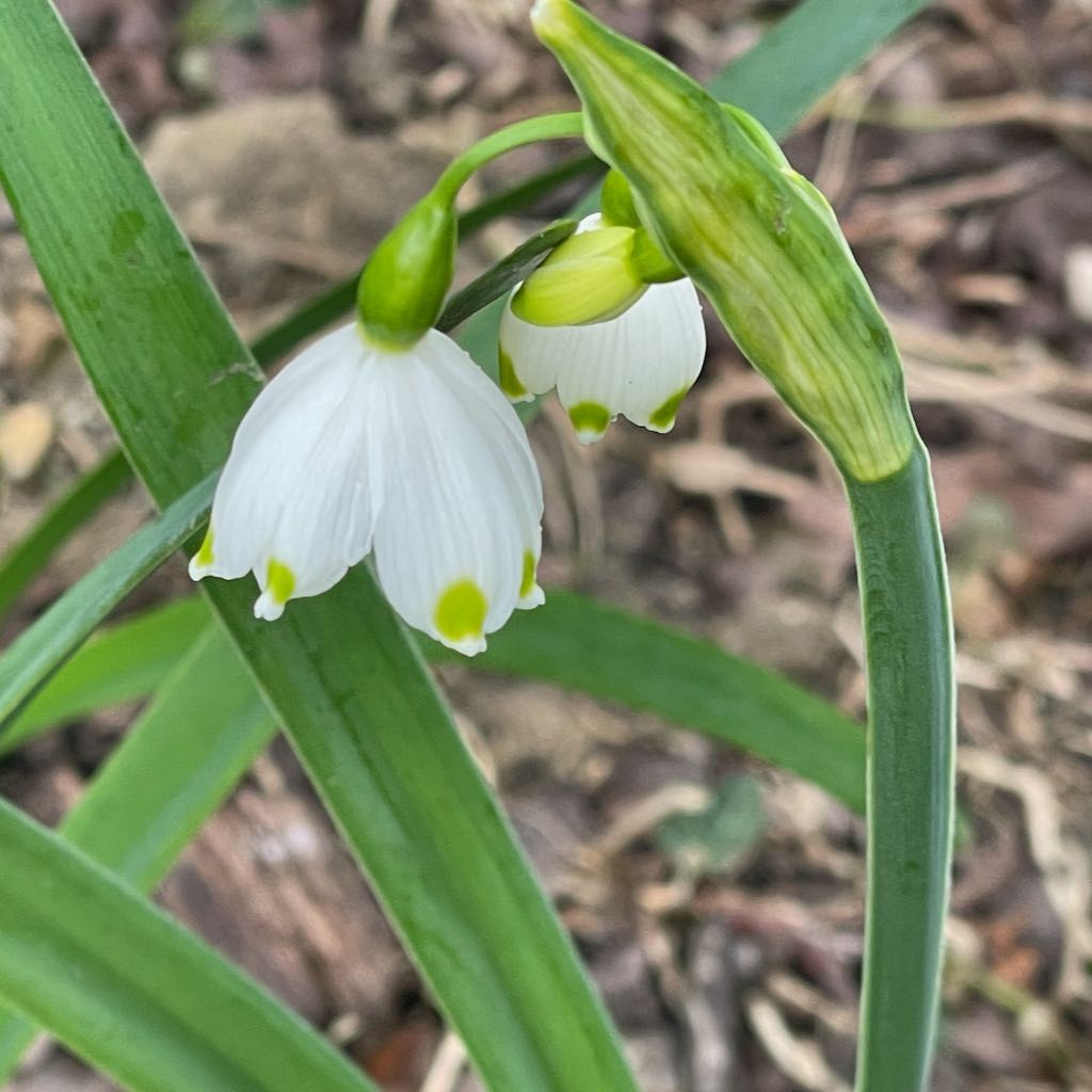 Summer Snowflake