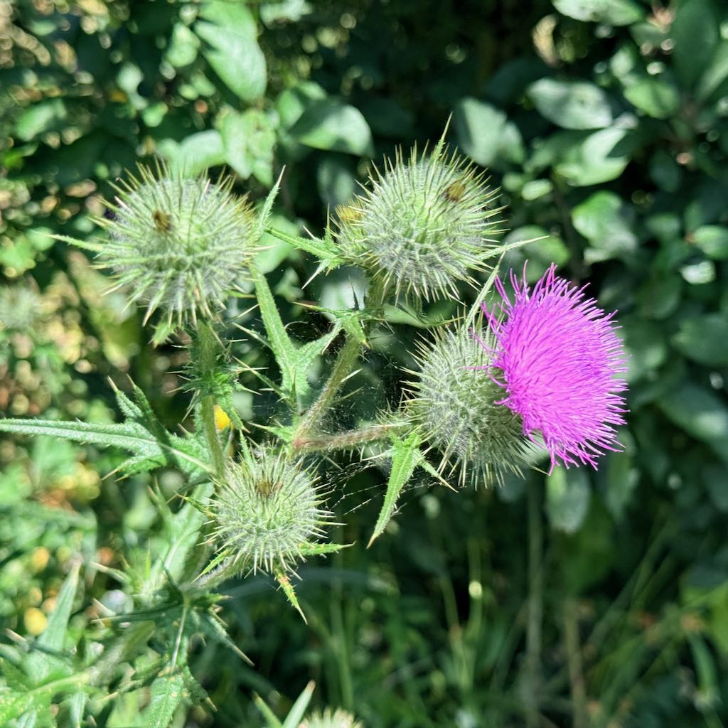Spear Thistle