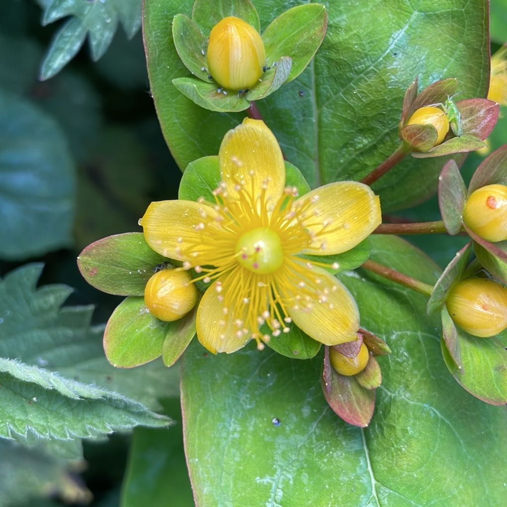 St. John’s Wort