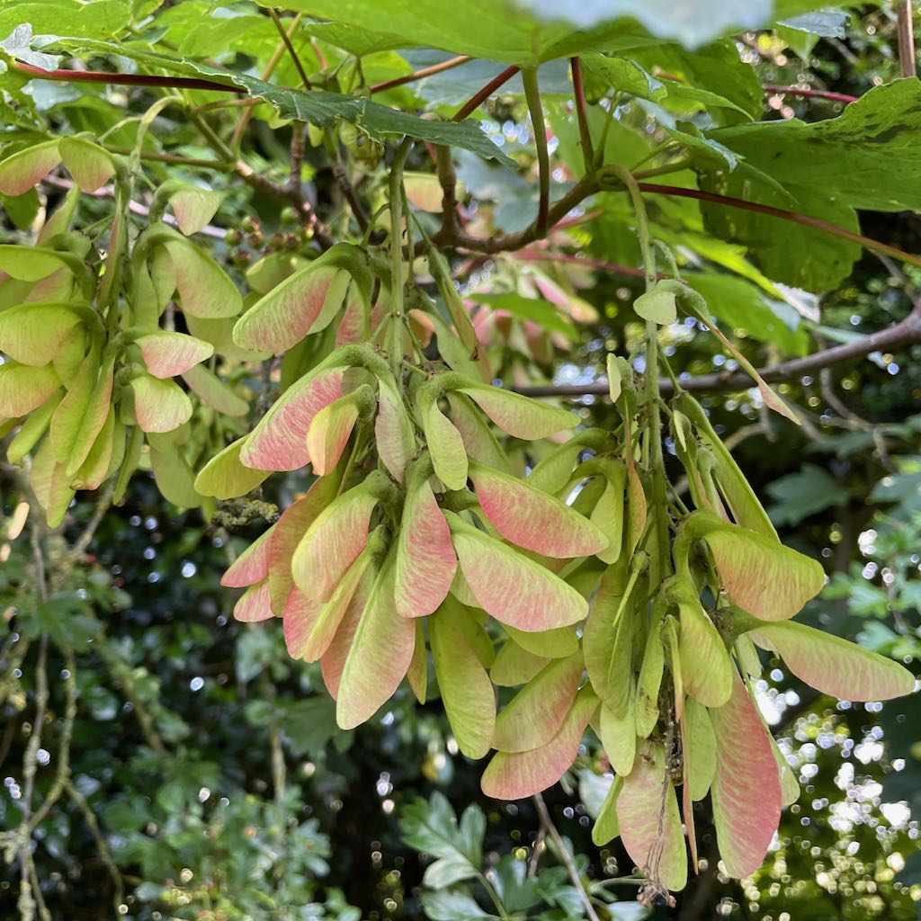 Sycamore