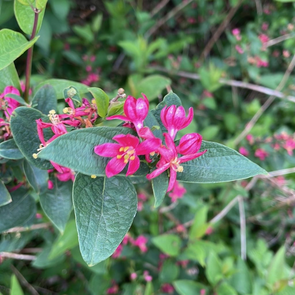 Tatarian Honeysuckle