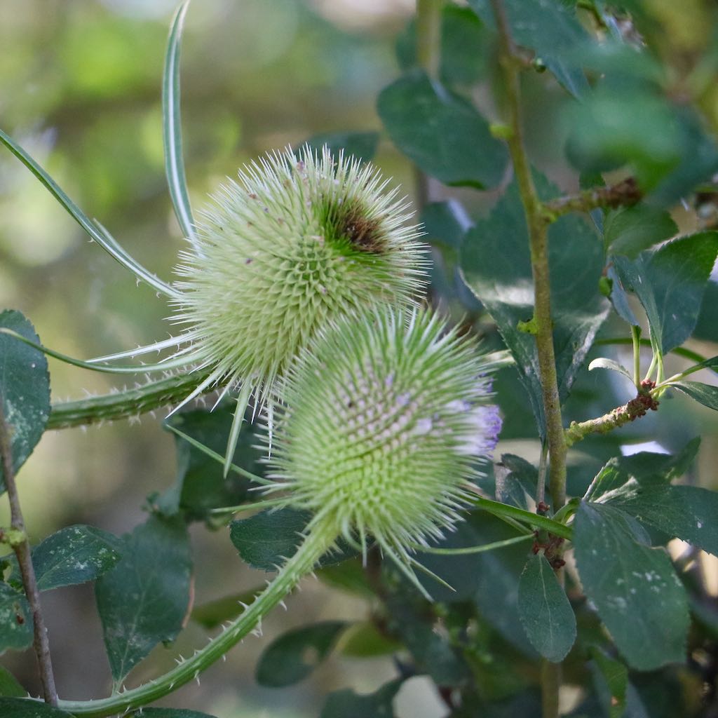 Teasel