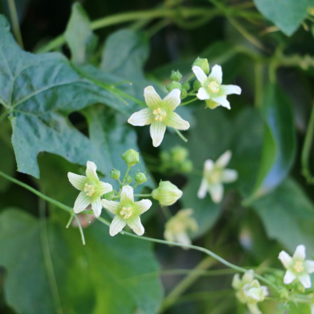 White Bryony