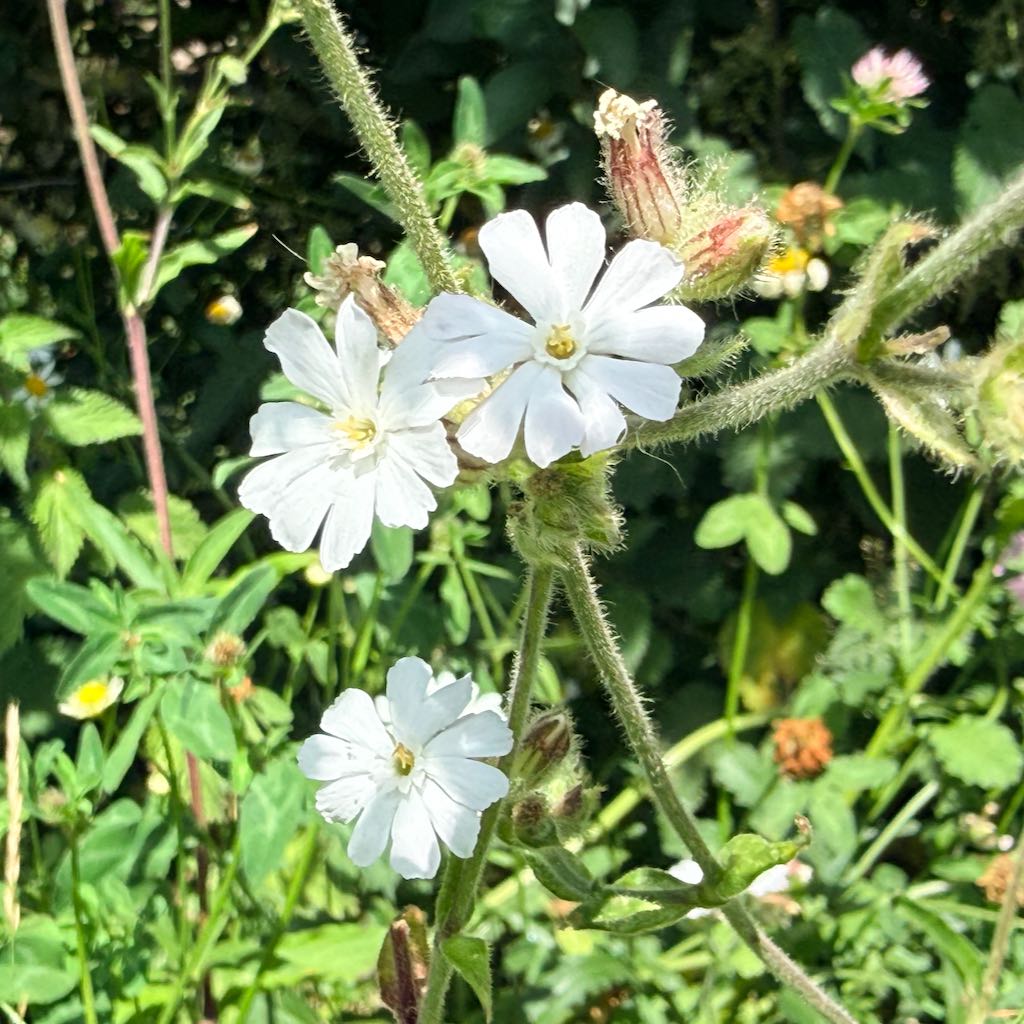 White Campion