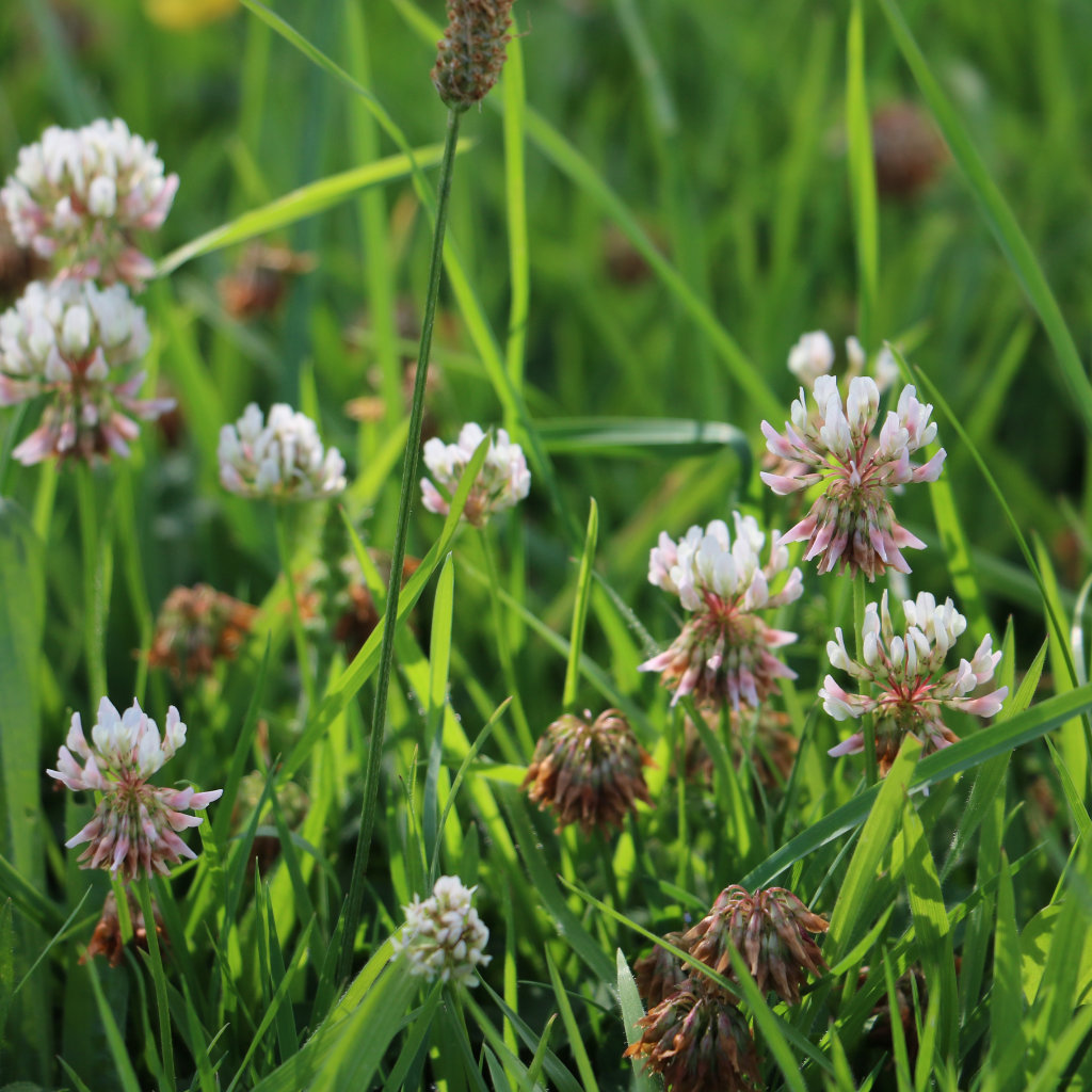 White Clover