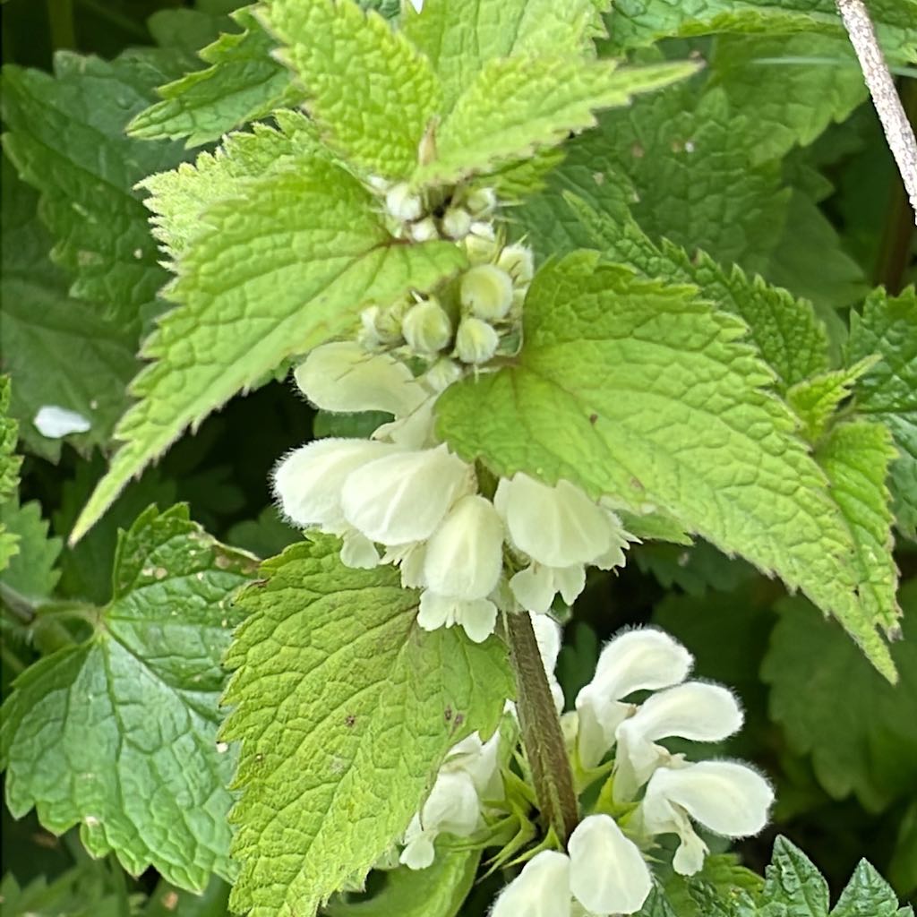 White Dead-nettle