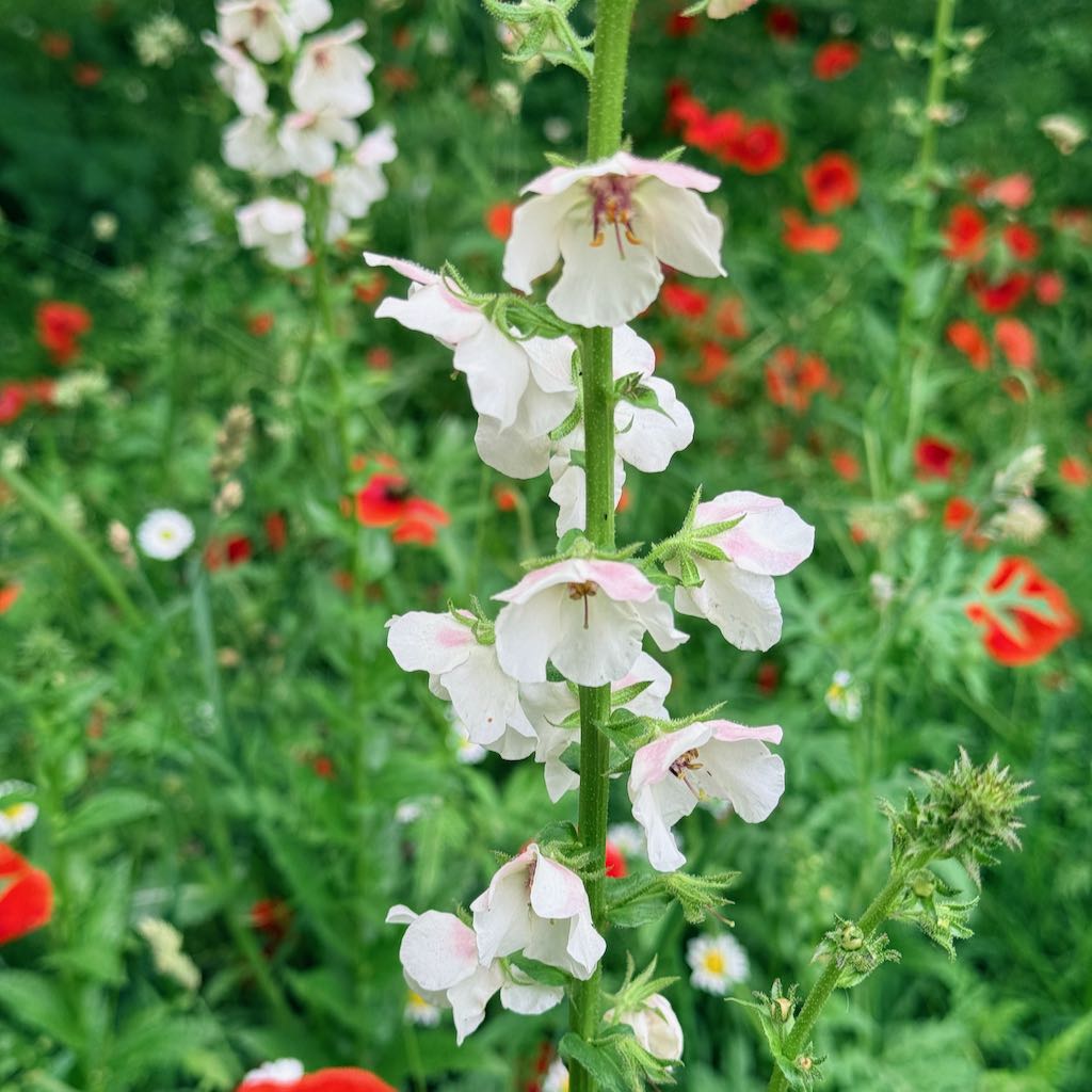 White Mullein
