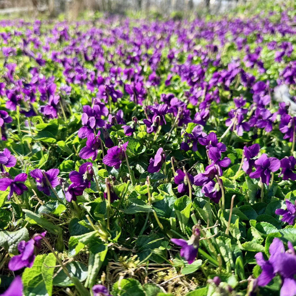 Wild Violet