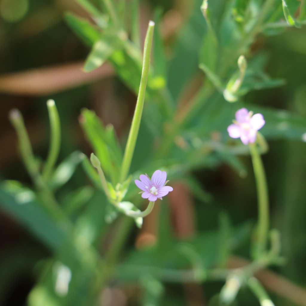 Square Stalked Willowherb
