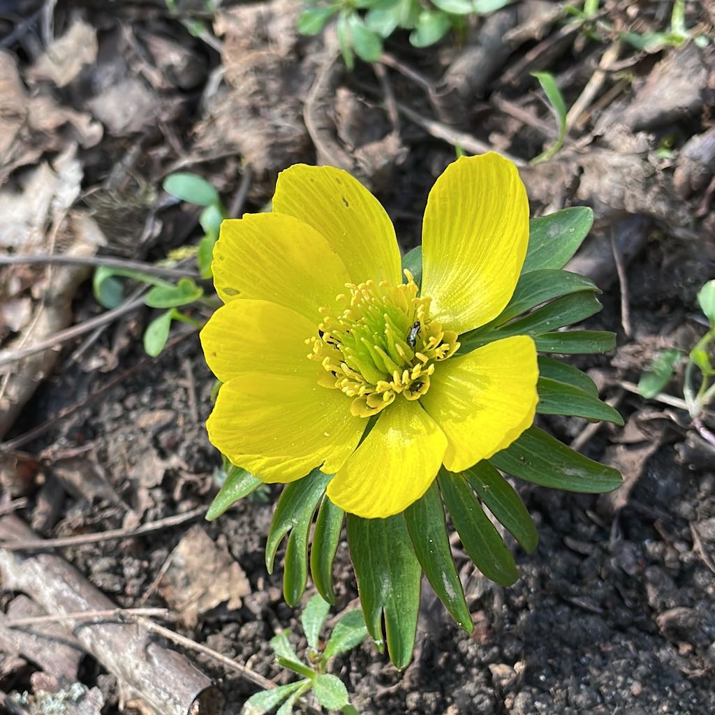 Winter Aconite