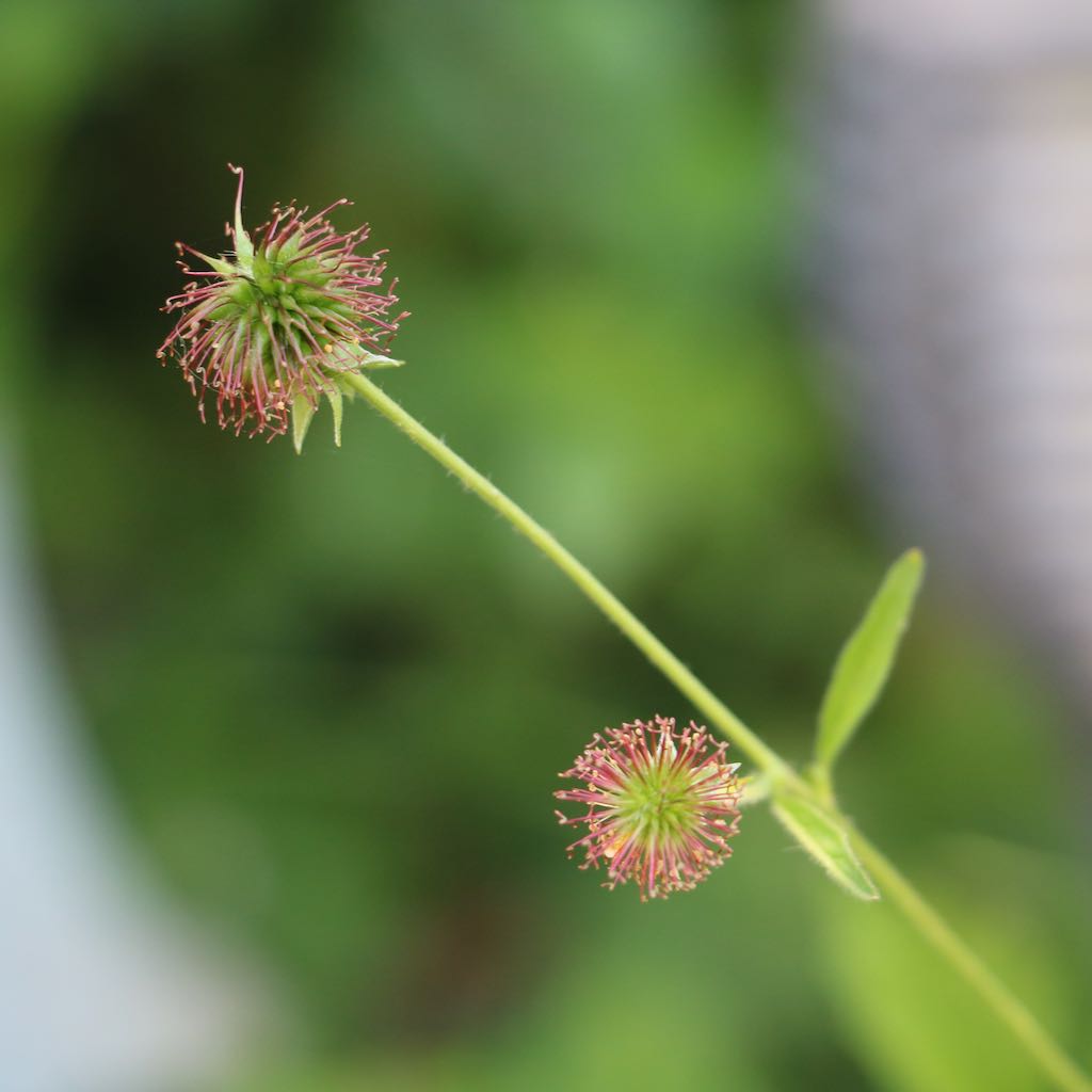 Wood Avens