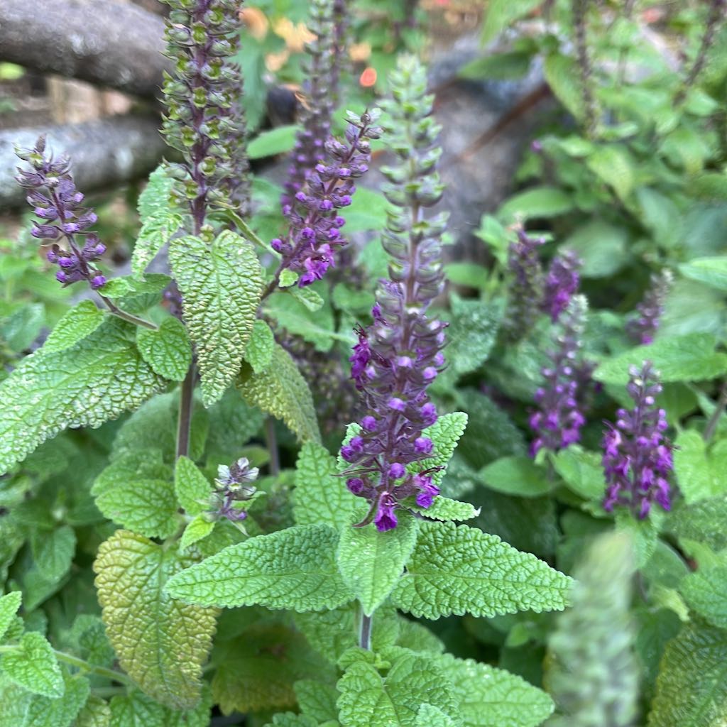 Wood Sage