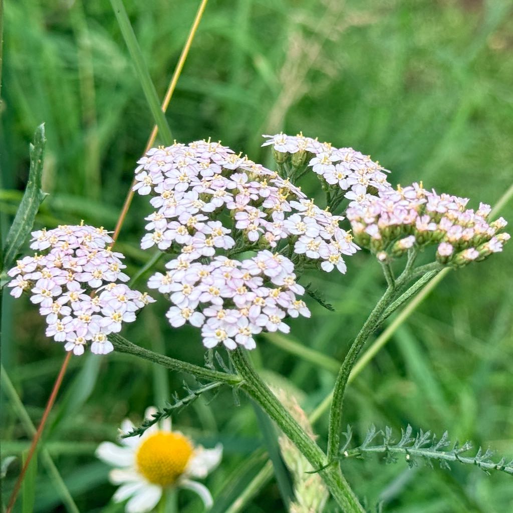 Common Yarrow